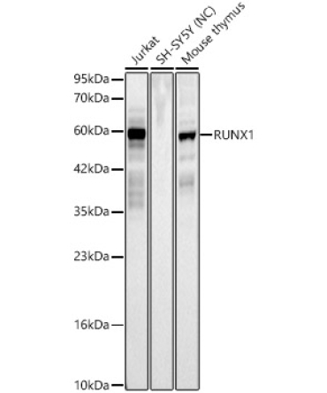 RUNX1 Rabbit Polyclonal Antibody