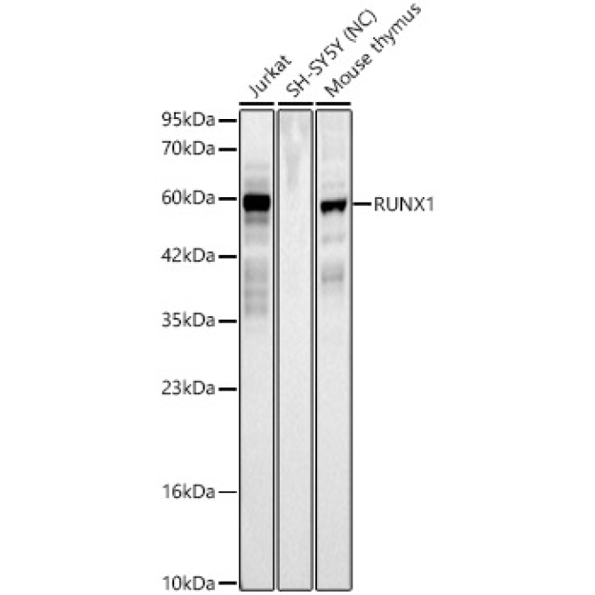 RUNX1 Rabbit Polyclonal Antibody