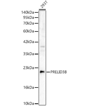 PRELID3B Rabbit Polyclonal Antibody