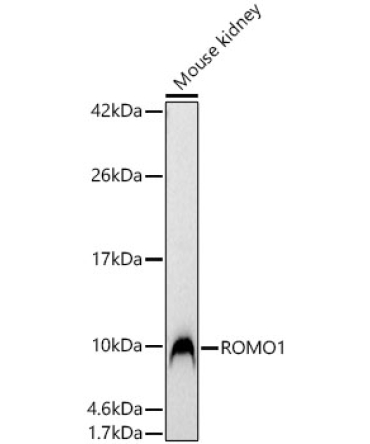 ROMO1 Rabbit Polyclonal Antibody