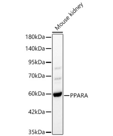 PPARA Rabbit Polyclonal Antibody