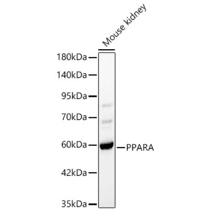 PPARA Rabbit Polyclonal Antibody