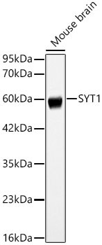 SYT1 Rabbit Polyclonal Antibody