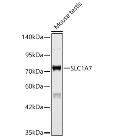 SLC1A7 Rabbit Polyclonal Antibody