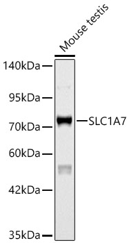 SLC1A7 Rabbit Polyclonal Antibody