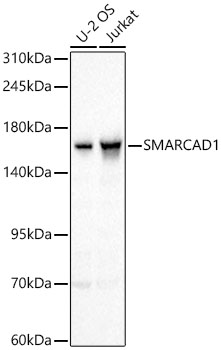SMARCAD1 Rabbit Polyclonal Antibody