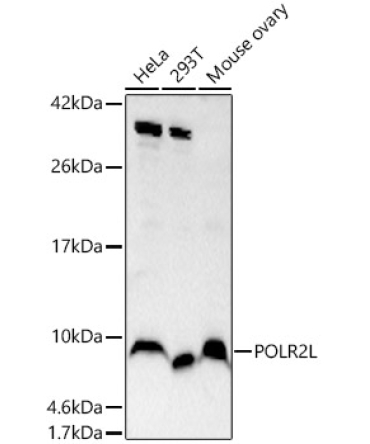 POLR2L Rabbit Polyclonal Antibody