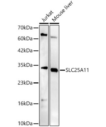 SLC25A11 Rabbit Polyclonal Antibody