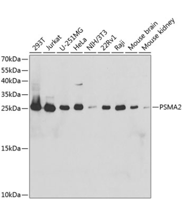 PSMA2 Rabbit Polyclonal Antibody
