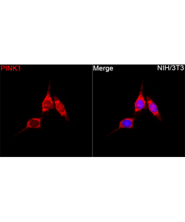 PINK1 Rabbit Polyclonal Antibody