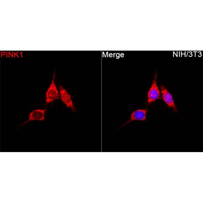 PINK1 Rabbit Polyclonal Antibody