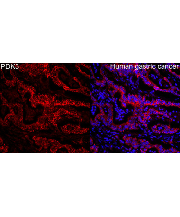 PDK3 Rabbit Polyclonal Antibody