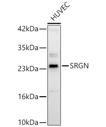 SRGN Rabbit Polyclonal Antibody