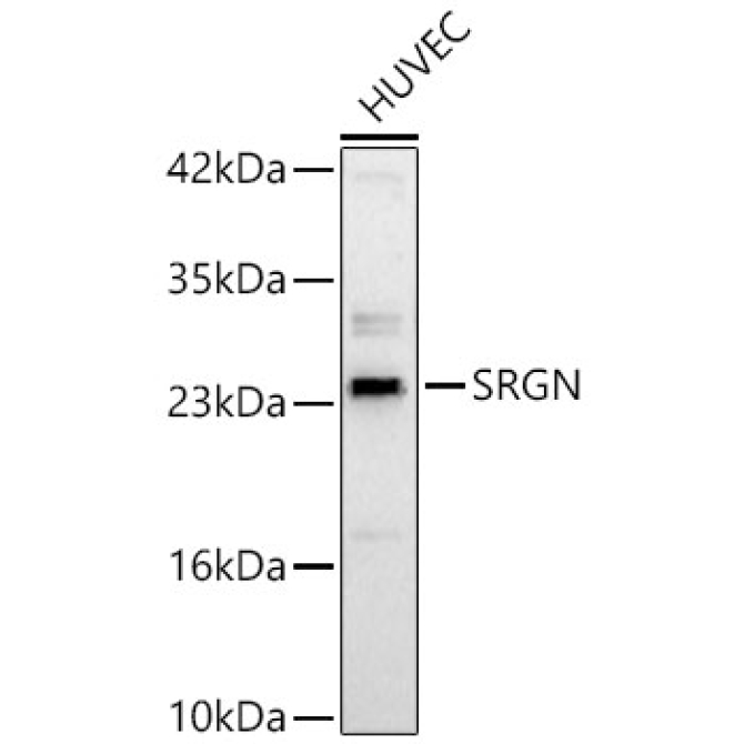 SRGN Rabbit Polyclonal Antibody