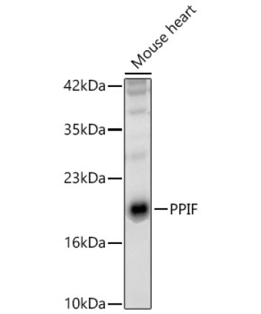 PPIF Rabbit Polyclonal Antibody