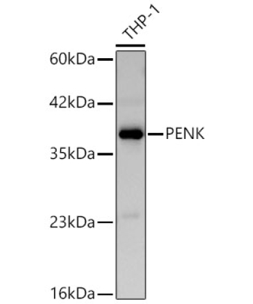 PENK Rabbit Polyclonal Antibody