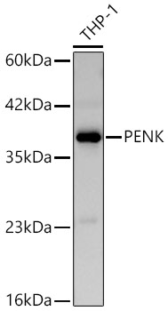 PENK Rabbit Polyclonal Antibody