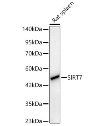 SIRT7 Rabbit Polyclonal Antibody