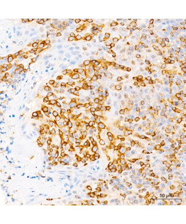 PIK3CG Rabbit Polyclonal Antibody