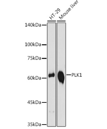 PLK1 Rabbit Polyclonal Antibody