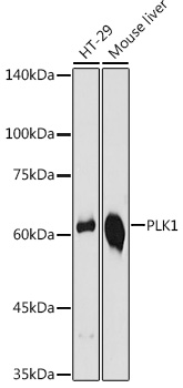PLK1 Rabbit Polyclonal Antibody