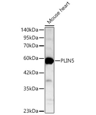 PLIN5 Rabbit Polyclonal Antibody