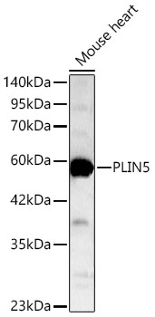 PLIN5 Rabbit Polyclonal Antibody