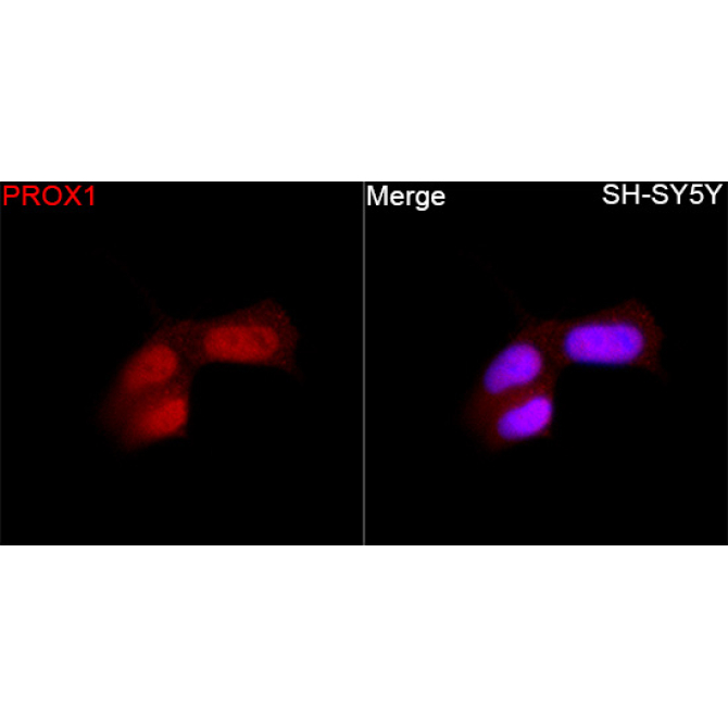 PROX1 Rabbit Polyclonal Antibody