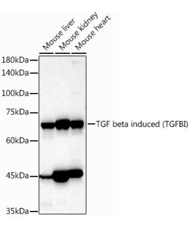 TGF beta induced (TGFBI) Rabbit Polyclonal Antibody