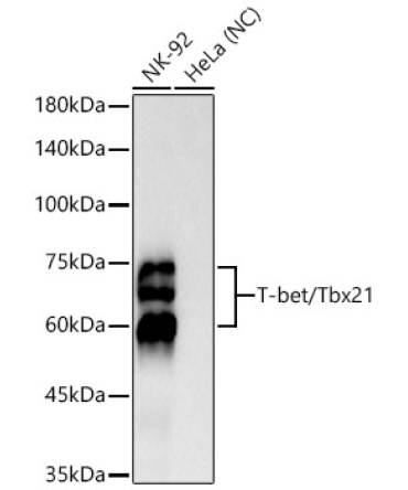 T-bet/Tbx21 Rabbit Monoclonal Antibody