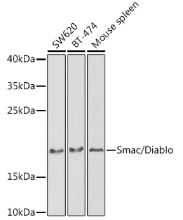 Smac/Diablo Rabbit Polyclonal Antibody