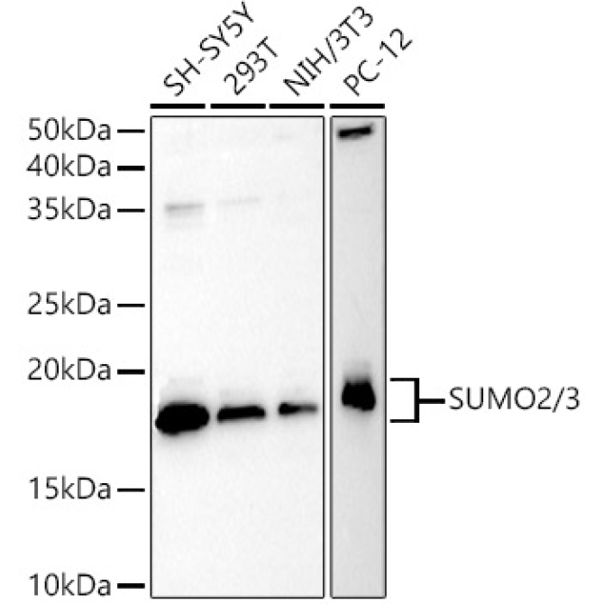 SUMO2/3 Rabbit Polyclonal Antibody