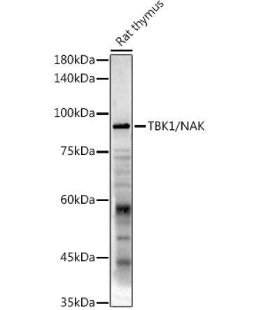 TBK1/NAK Rabbit Polyclonal Antibody