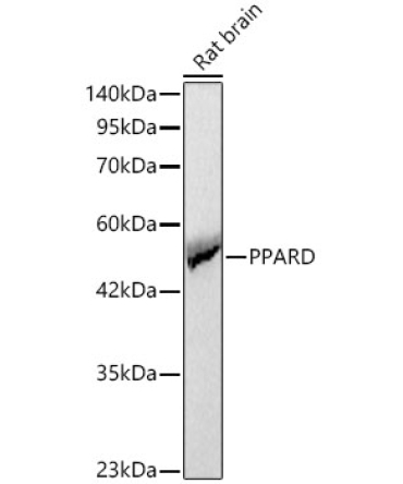 PPARD Rabbit Polyclonal Antibody