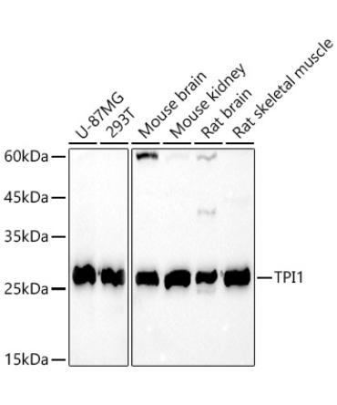 TPI1 Rabbit Polyclonal Antibody