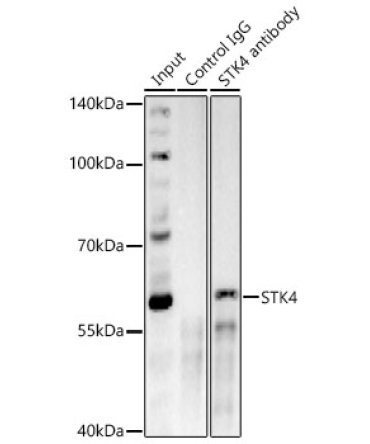 STK4 Rabbit Polyclonal Antibody