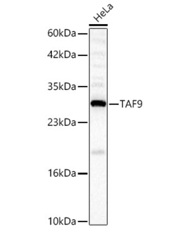 TAF9 Rabbit Polyclonal Antibody