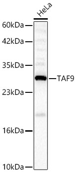 TAF9 Rabbit Polyclonal Antibody