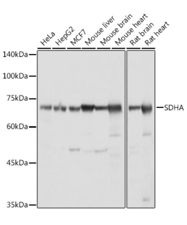 SDHA Rabbit Polyclonal Antibody