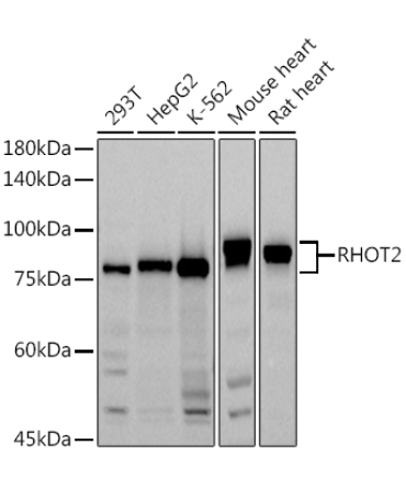RHOT2 Rabbit Polyclonal Antibody