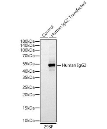 Rabbit Anti-Human IgG2 (Fc)  Monoclonal Antibody