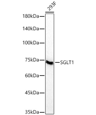 SGLT1 Rabbit Monoclonal Antibody