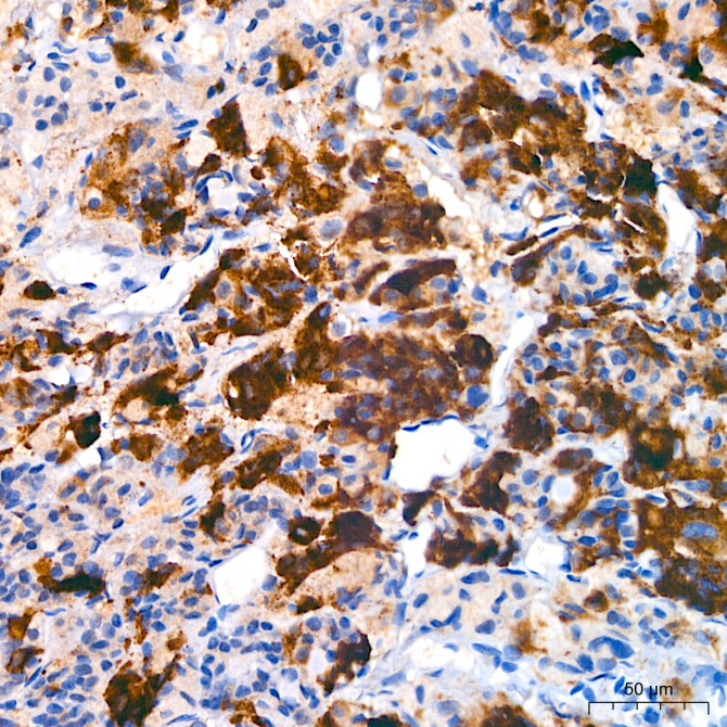 PRL/Prolactin Rabbit Monoclonal Antibody