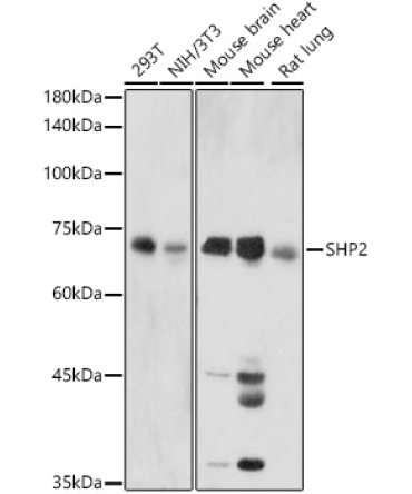 SHP2 Rabbit Polyclonal Antibody