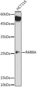 RAB8A Rabbit Polyclonal Antibody