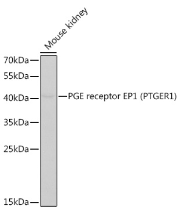 PGE receptor EP1 (PTGER1) Rabbit Polyclonal Antibody