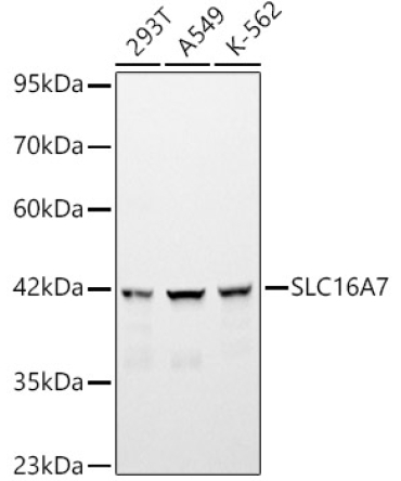 SLC16A7 Rabbit Polyclonal Antibody