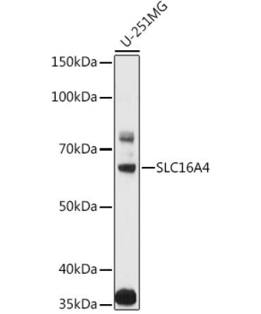 SLC16A4 Rabbit Polyclonal Antibody