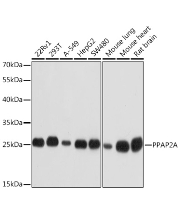 PPAP2A Rabbit Polyclonal Antibody
