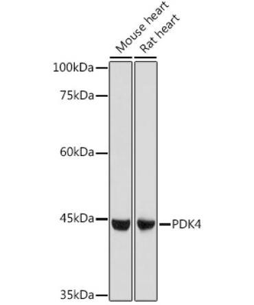 PDK4 Rabbit Polyclonal Antibody